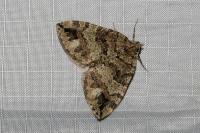 Hydriomena furcata