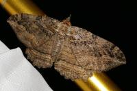 Philereme transversata