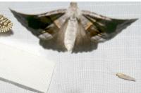 Scotopteryx moeniata