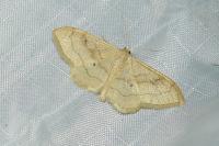 Idaea aversata