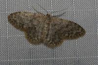 Idaea cervantaria