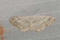 Idaea seriata