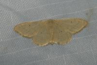 Idaea straminata