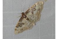 Idaea mustelata