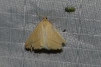 Rhodometra sacraria