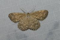 Scopula immorata
