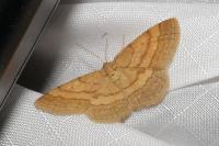 Scopula rubiginata