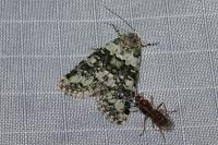 Bryophila domestica