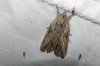 Bryophila raptricula