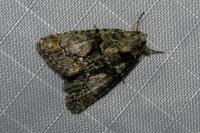 Cryphia algae