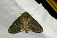 Apamea lateritia