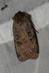 Peridroma