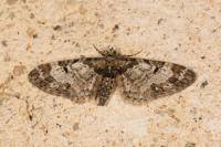 Eupithecia irriguata
