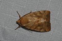 Cosmia trapezina