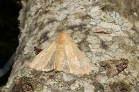 Denticucullus pygmina