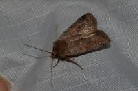 Diarsia rubi