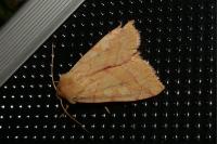 Enargia paleacea