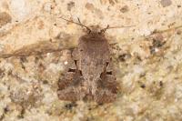 Orthosia gothica