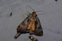 Epilecta linogrisea