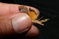 Epilecta linogrisea