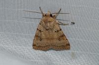 Eugnorisma depuncta