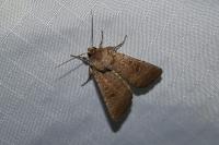 Hoplodrina ambigua/blanda