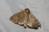 Ipimorpha subtusa