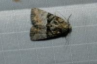 Mesoligia furuncula
