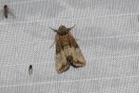 Mesoligia furuncula