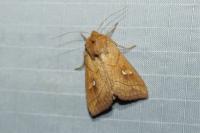 Mythimna conigera