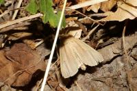 Mythimna pallens