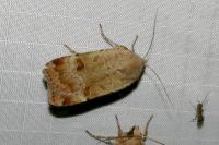 Noctua interposita