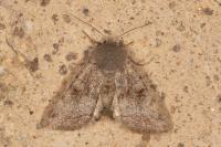 Orthosia incerta