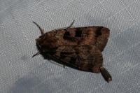 Xestia stigmatica