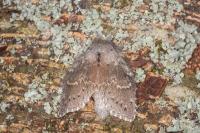 Stauropus fagi