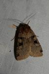 Xestia triangulum