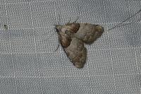 Nola cucullatella/tutulella
