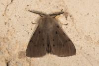 Diaphora mendica