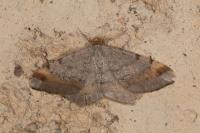 Macaria liturata