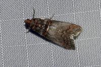 Acrobasis advenella