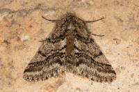 Lycia hirtaria
