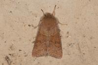 Orthosia miniosa