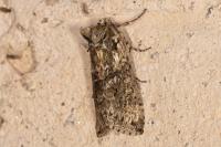 Polyploca ridens