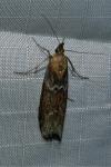 Ancylosis cinnamomella