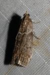 Apomyelois bistriatella