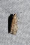 Ephestia