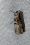 Euzophera pinguis