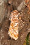 Panolis flammea