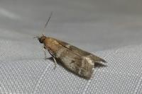 Vitula biviella