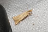 Synaphe punctalis